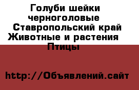 Голуби шейки, черноголовые - Ставропольский край Животные и растения » Птицы   